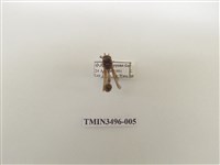 藏品(黃領錐腹蜾蠃)的圖片